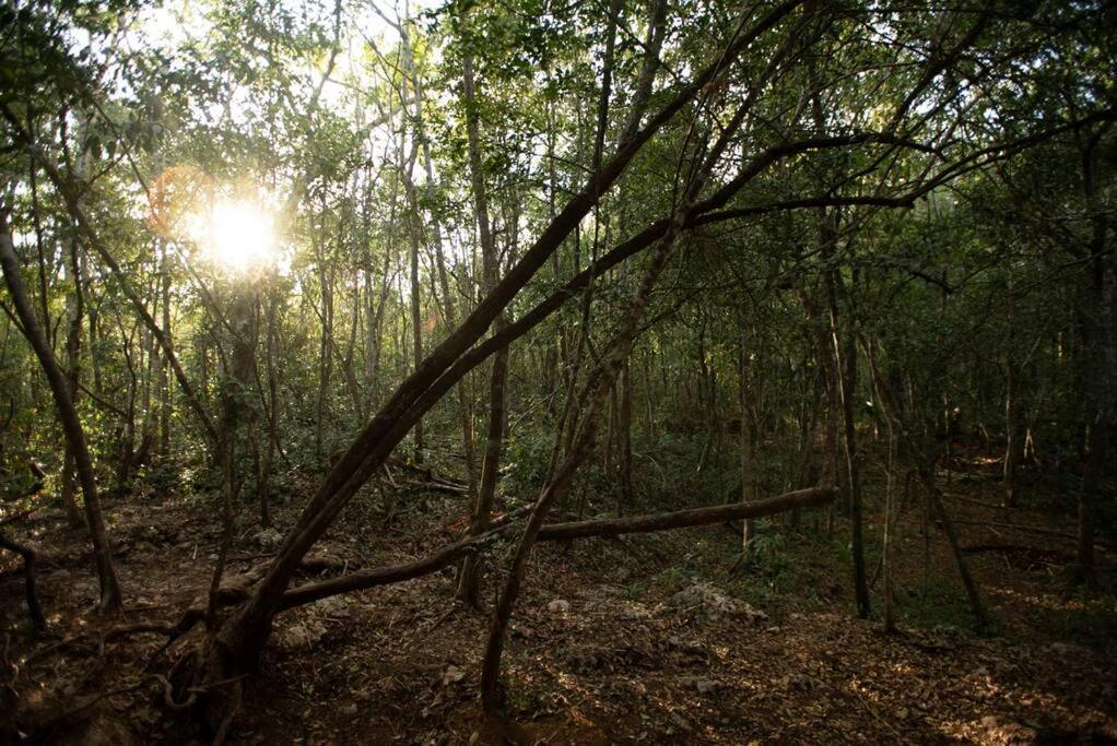 Ojo De Arbol, Boutique Cabin In The Real Jungle Tulum Exterior foto